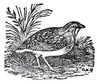 Quail