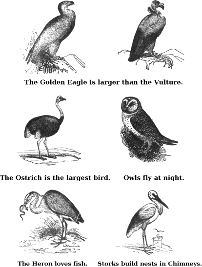 The Golden Eagle is Larger Than the Vulture. The Ostrich is The Largest Bird. Owls Fly at Night. The Heron Loves Fish. Storks Build Nests in Chimneys. 