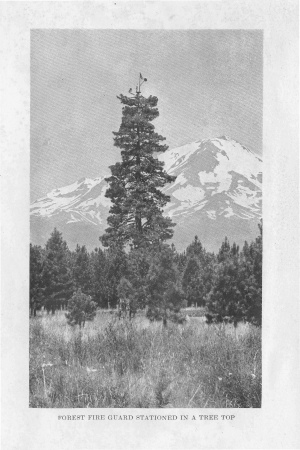 Forest Fire Guard Stationed in a Tree Top