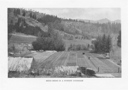 Seed Beds in a Forest Nursery