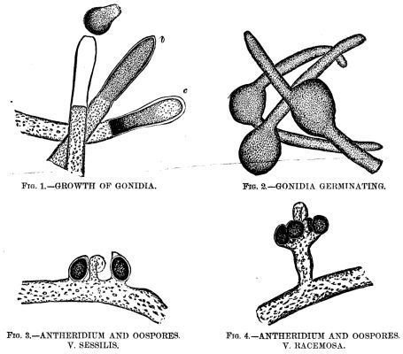  GROWTH OF THE ALGA, VAUCHERIA, UNDER THE MICROSCOPE.