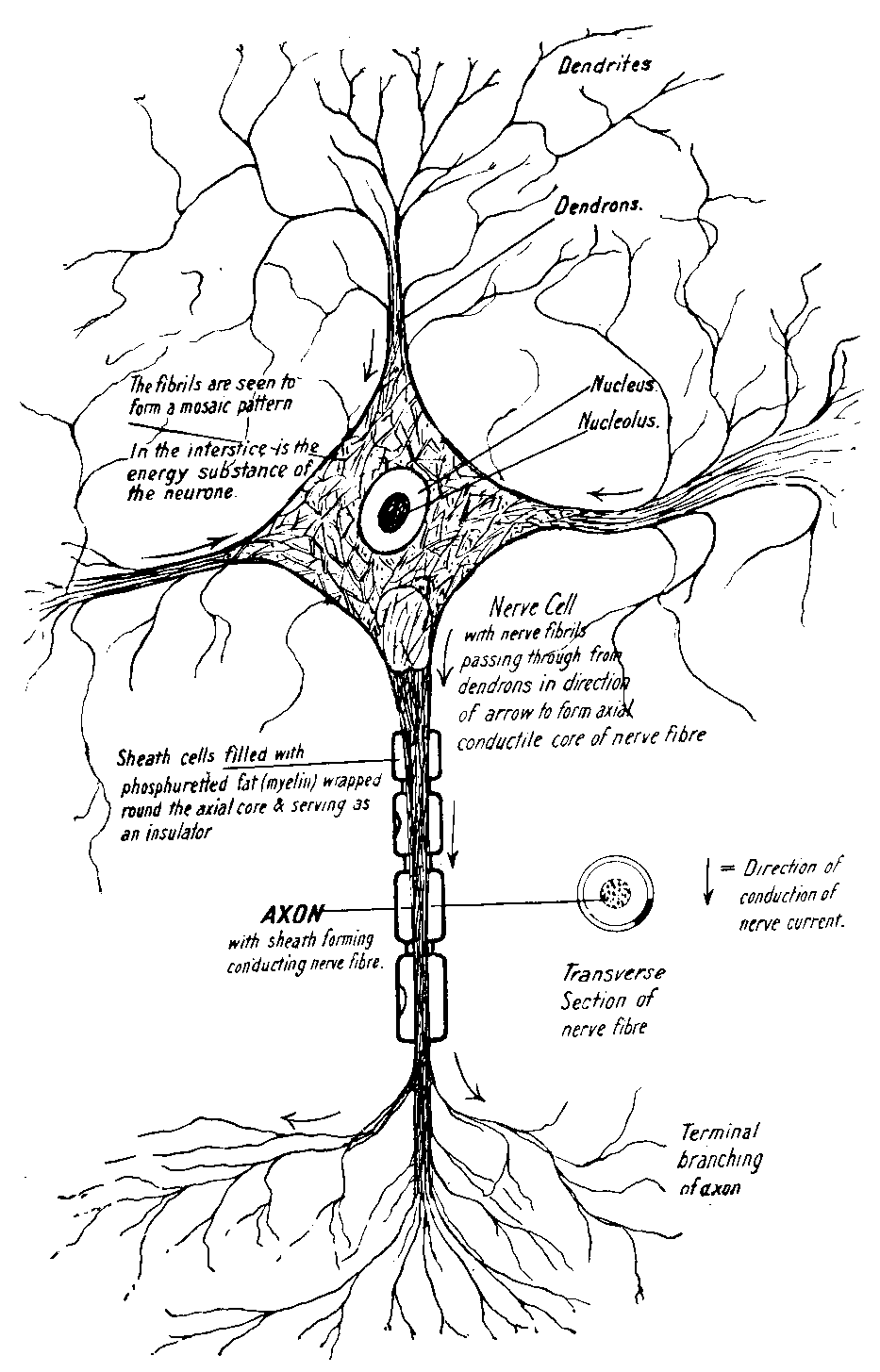 Fig. 15