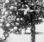 AN ORANGE TREE WITH FRUIT AND BLOSSOMS.