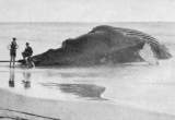 HUMPBACK WHALE (57 feet long).