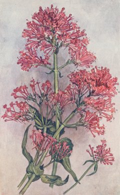 Red Valerian.