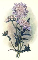 Field Scabious.