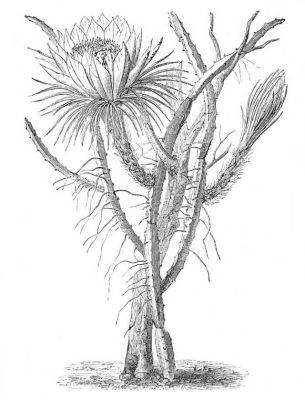 CEREUS NYCTICALUS