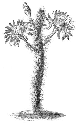 CEREUS SERPENTINUS