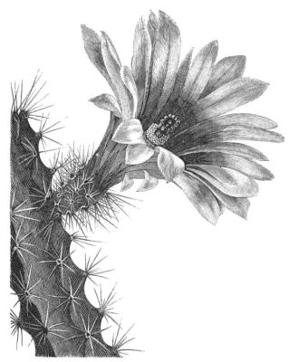 CEREUS BLANKII