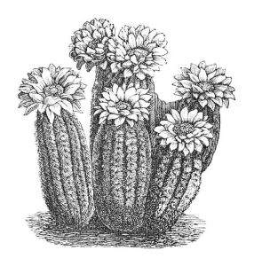 CEREUS CAESPITOSUS