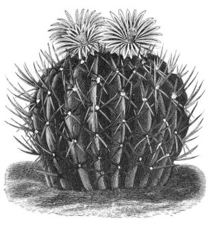 ECHINOCACTUS COPTONOGONUS