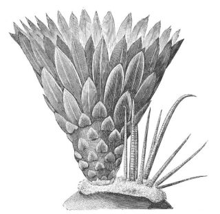 FLOWER AND SPINES OF ECHINOCACTUS EMORYI