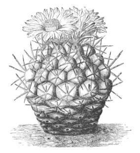 ECHINOCACTUS HEXAEDROPHORUS