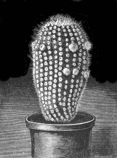 ECHINOCACTUS SCOPA