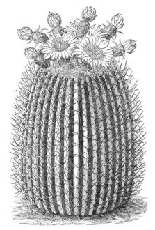 ECHINOCACTUS VISNAGA