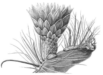 SPINES AND FLOWERS OF ECHINOCACTUS WISLIZENII