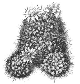 MAMILLARIA SCHELHASII