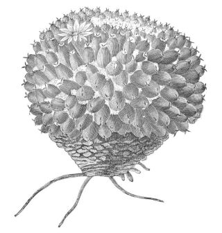 MAMILLARIA SEMPERVIVA