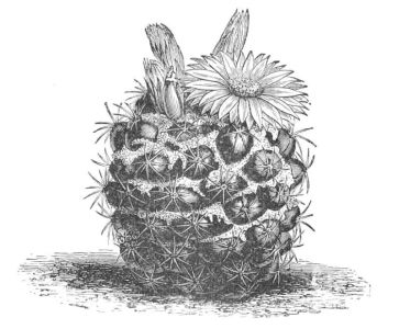 MAMILLARIA SULCOLANATA