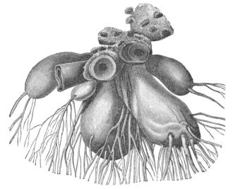 ROOTS OF OPUNTIA MACRORHIZA