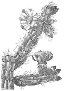 OPUNTIA ROSEA