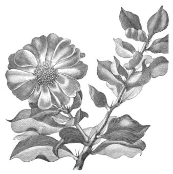 PERESKIA ZINNIAEFLORA