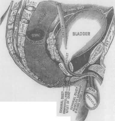 The male generative organs