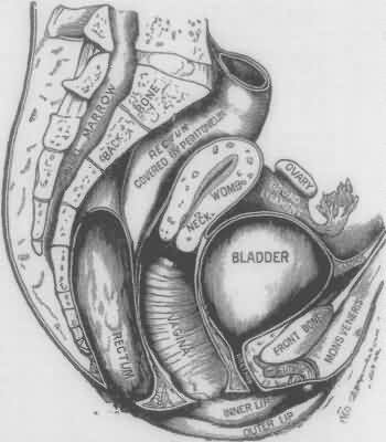 ANATOMY OR STRUCTURE OF THE FEMALE ORGANS OF GENERATION