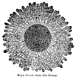 Ripe Ovum from the Ovary.