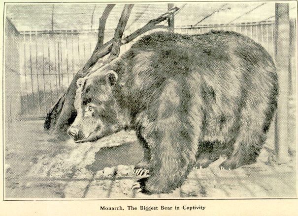 Monarch, The Biggest Bear in Captivity