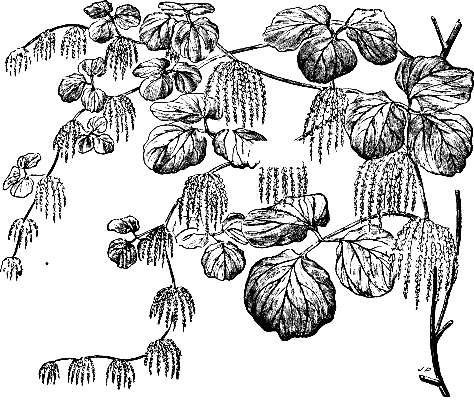 FLOWERING SPRAY OF DIOSCOREA RETUSA.