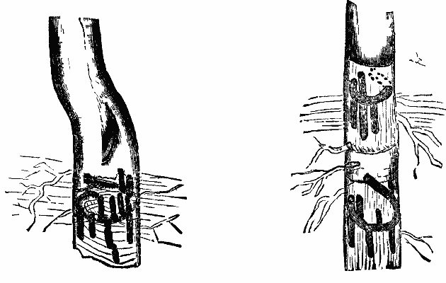 FIGS. 1 and 2—Mines of Corthylus