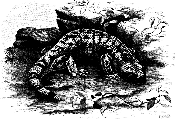 HELODERMA HORRIDUM, OR GILA MONSTER