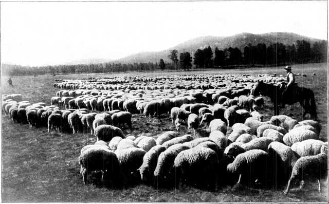 A CALIFORNIA RANCH SCENE.