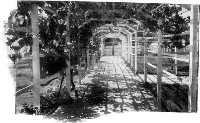 AN ARBOR IN WINTER.