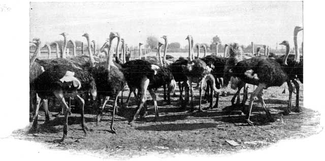 AN OSTRICH FARM.