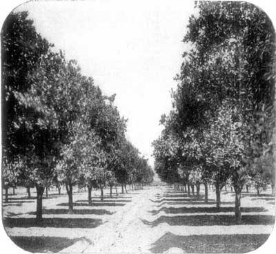 AN ORANGE GROVE, PASADENA.