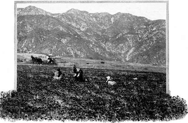 GATHERING POPPIES AT THE BASE OF THE SIERRA MADRE.