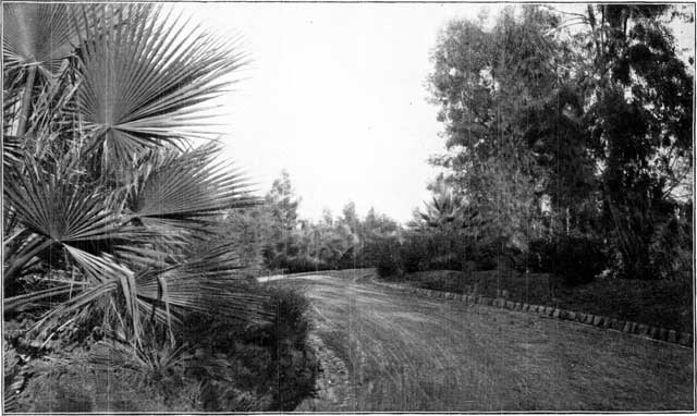 A DRIVEWAY IN REDLANDS.