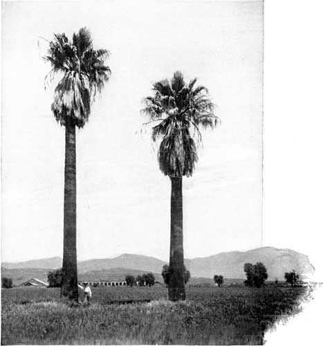 PALMS NEAR SAN FERNANDO MISSION.