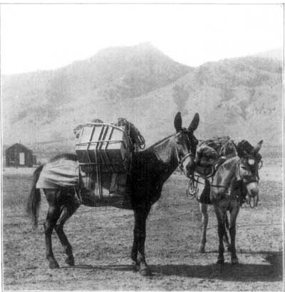 PACK-MULES OF THE DESERT.