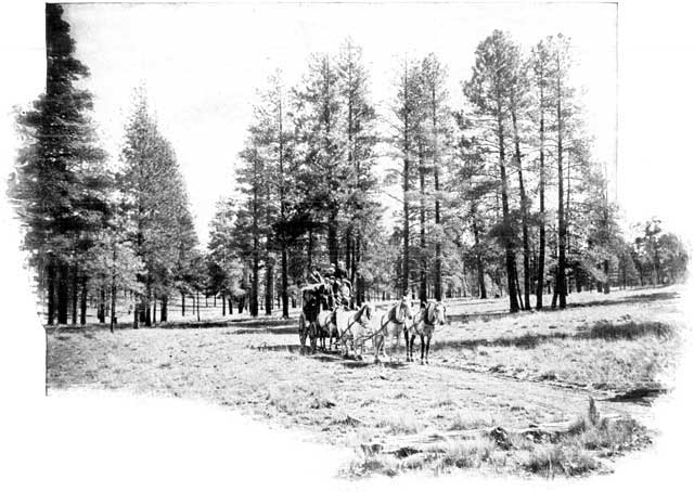 THE DRIVE THROUGH THE PINES.