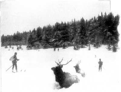 YELLOWSTONE ELK.