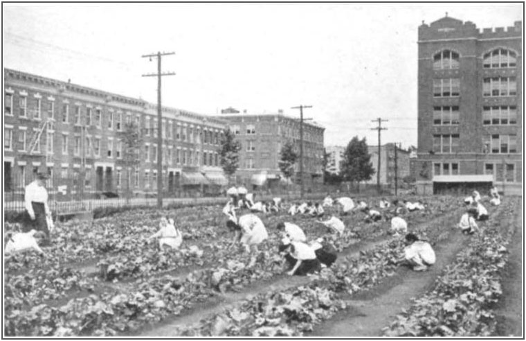 A school garden