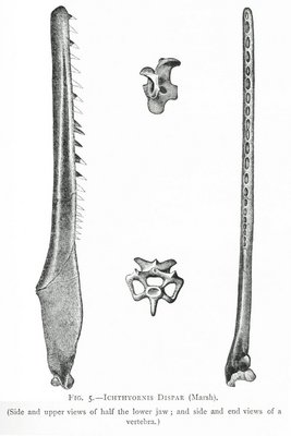 FIG. 5.—ICHTHYORNIS DISPAR (Marsh).