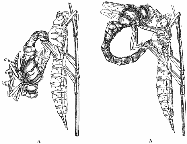 Dragon-fly (Aeschna cyanea). Two stages in emergence of fly from nymph-cuticle.