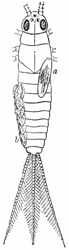 Nymph of May-fly (Chloeon dipterum).