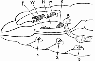 Imaginal Buds of Blow-fly.