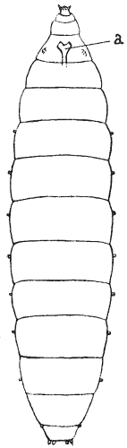 Larva of Gall-midge (Contarinia nasturtii).