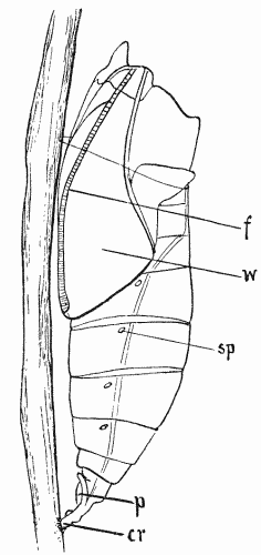 Pupa of White Butterfly (Pieris).